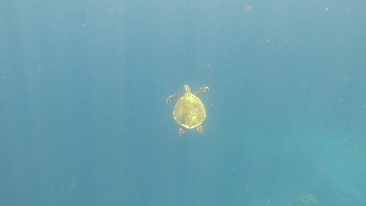 морская черепаха плавает спокойно в открытой воде, окружена голубыми глубинами и крошечными, похожими на снег планктонами.