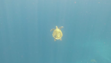 A-hawksbill-sea-turtle-is-seen-swimming-peacefully-in-the-open-water,-surrounded-by-the-blue-depths-and-tiny,-snow-like-plankton