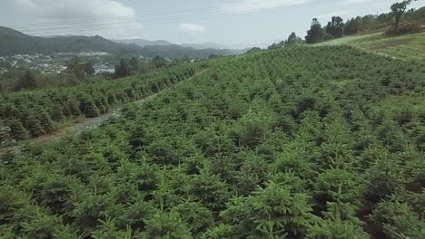 Aerial-drone-flyover-of-rows-of-pines-in-pine-tree-plantation-on-hill