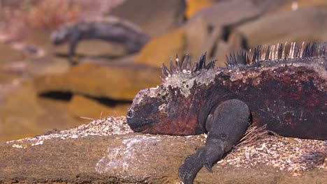 海洋 iguana 在加拉帕戈斯群島的岩石上休息