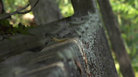 Hunderte-Von-Raupen-Bewegen-Sich-über-Eine-Steinstufe-In-Den-Everglades-Von-Florida