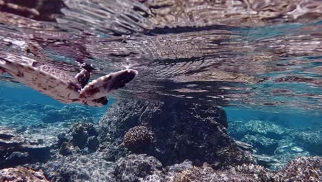 young green sea turtle swims over the coral reef in the shallow clear blue water - underwater