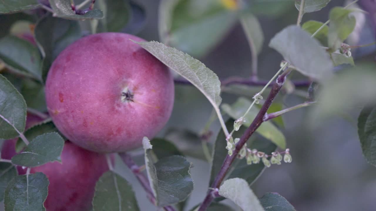 나무에 빨간 사과