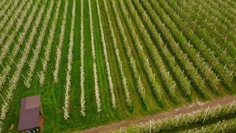 blooming apple trees in a field near dr. schar headquarters, burgstall, aerial view