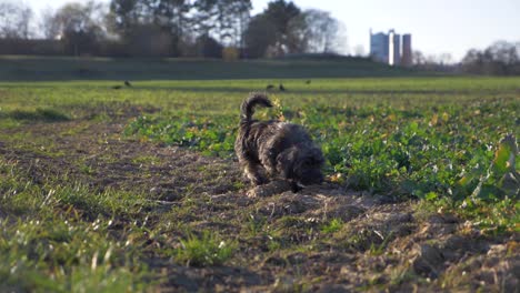 Adorable-puppy-dog-sniffing-and-searching-on-grass-field-in-the-park-in-super-slow-motion-during-summer-with-puppy-dog-eyes-in-Stuttgart,-Germany