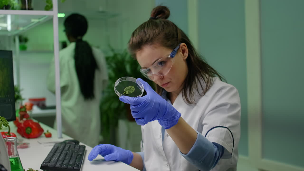 Botanist woman looking at petri dish with leaf sample checking gmo test