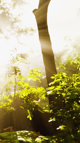 sunbeams shining through the trees in a lush green forest