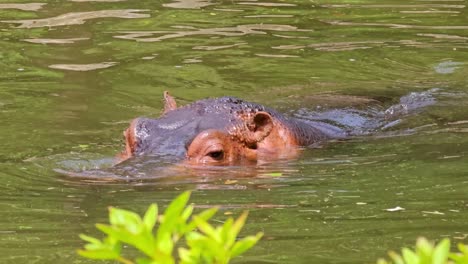 hipopótamo o hipopótamo de primer plano nadando en un pantano de agua verde en un día soleado