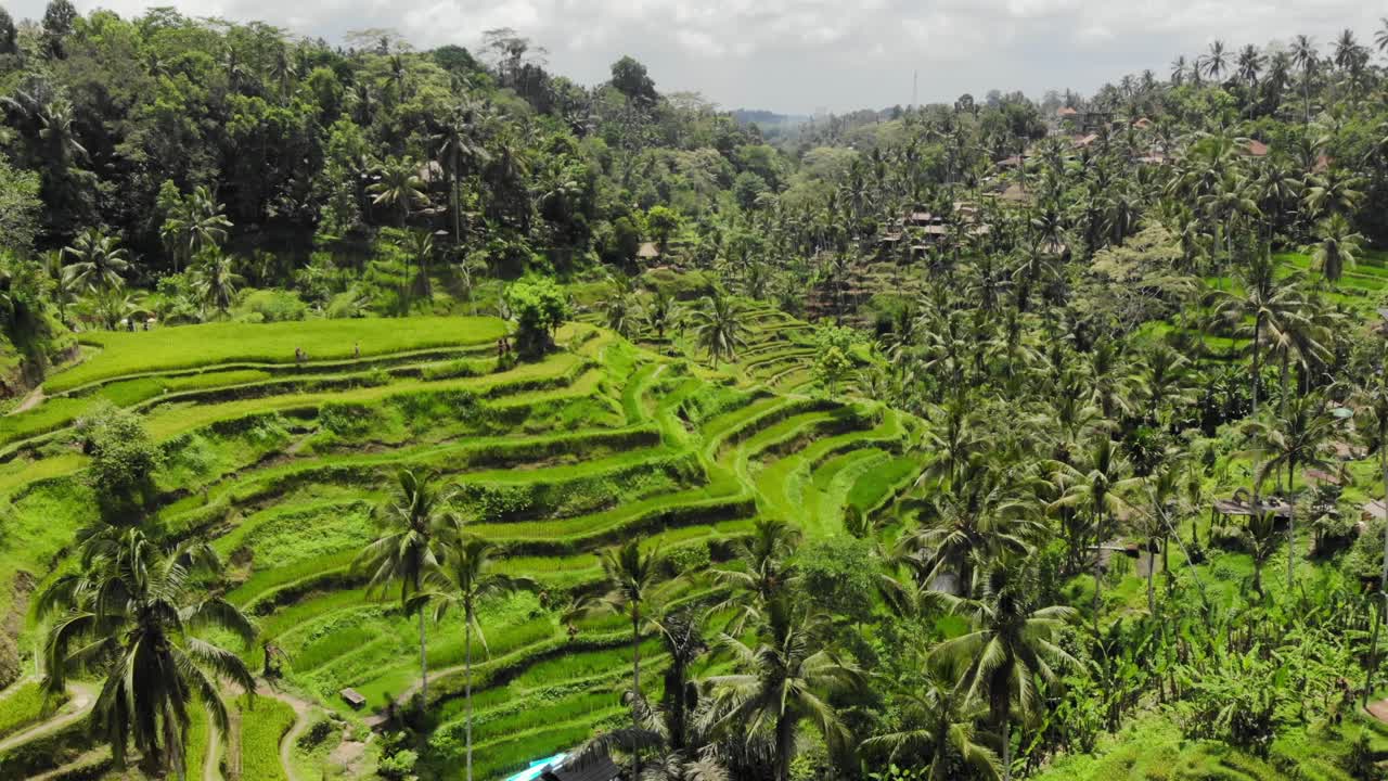 terrazas de arroz verdes y exuberantes de tegallalang en la isla de bali, indonesia