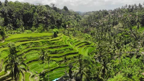 green and lush rice terraces of tegallalang on bali island, indonesia