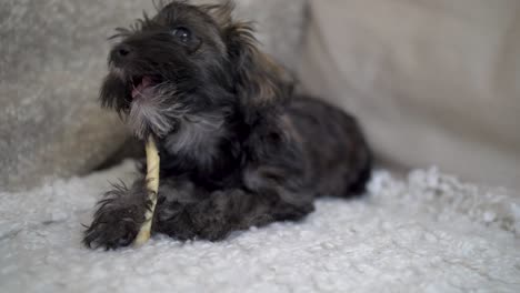 cute puppy dog lying down on cosy couch and doggy pillow chewing on bone and looking into camera in slow motion with puppy-dog eyes