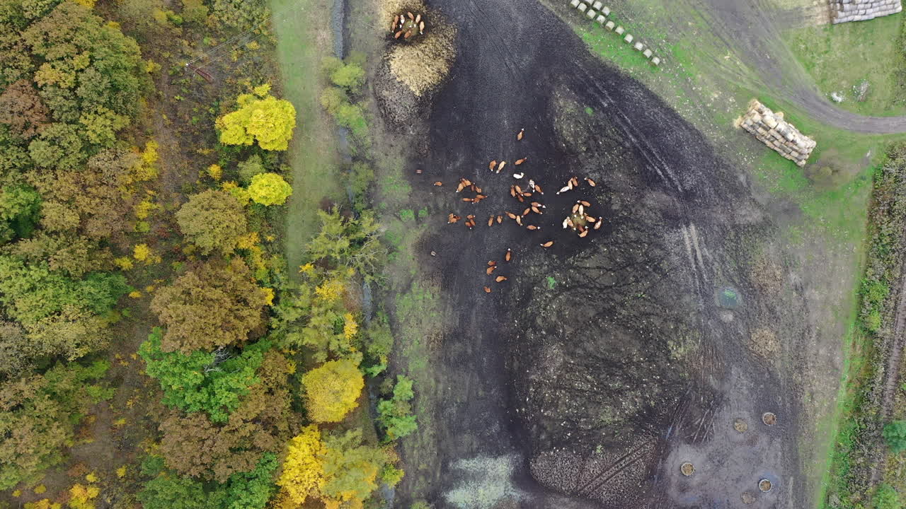 소들이 에서 먹이를 먹고 있다
