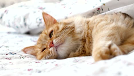 lindo gato de jengibre tendido en la cama. mascota esponjosa cómodamente asentado para dormir bajo la manta. acogedor fondo de la casa con mascota graciosa