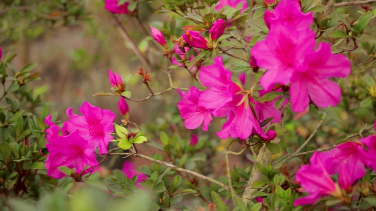 Fiori viola con sfondo verde, panoramica della telecamera