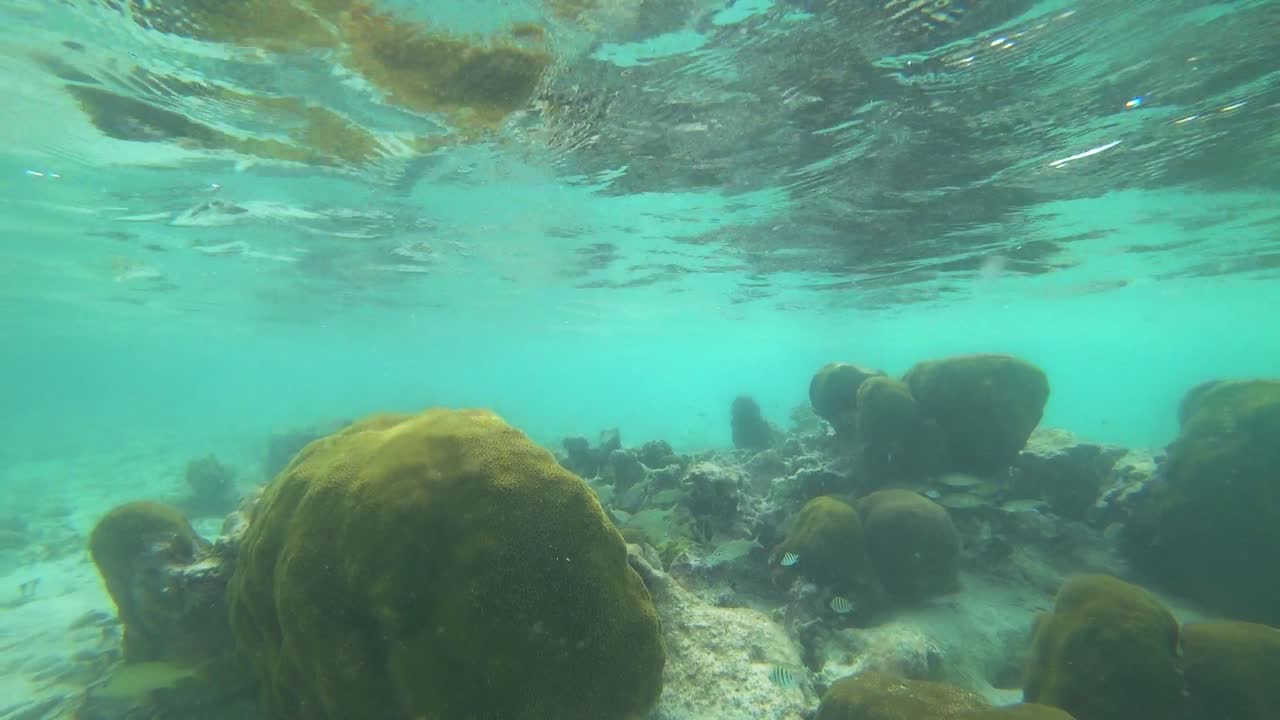 el increíble arrecife de coral cerca de tulum en méxico
