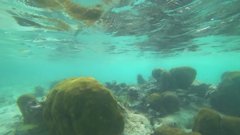 El-Increíble-Arrecife-De-Coral-Cerca-De-Tulum-En-México