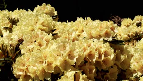 flor de rododendro amarillo floreciendo y abejorro volando, toma de movimiento