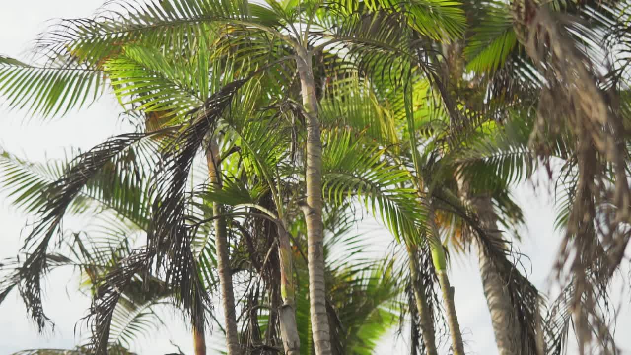 느린 동작 120fps - huanchaco peru의 대로에 있는 아름다운 녹색 야자나무를 아래로 기울입니다.