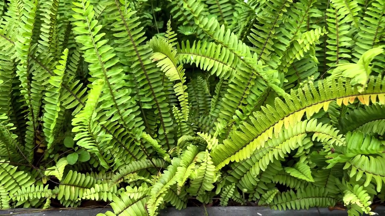 Foglie di felce di un verde rigoglioso che ondeggiano dolcemente nella brezza