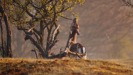 deer reaching and eating leaves on branch of tree in the forest at sunrise