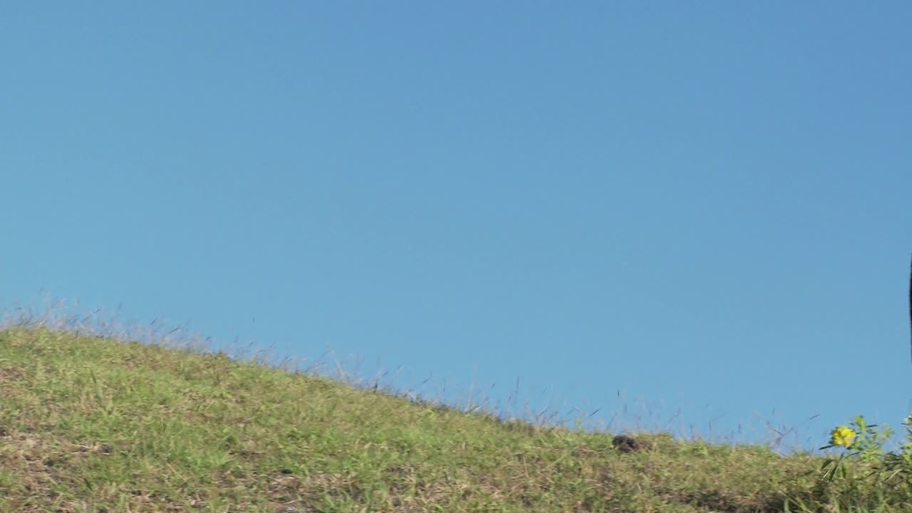 이스터 섬의 거대한 돌 조각으로 이동