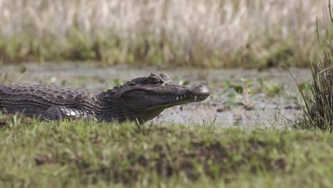 Nahaufnahme-Von-Yacare-Caiman-Beim-Sonnenbaden