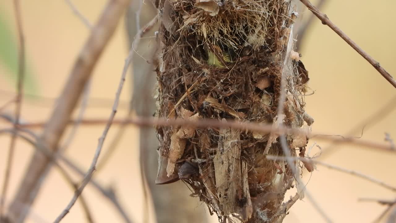 colibrí esperando en el árbol para rezar