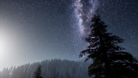 milky way stars with moonlight above pine trees forest