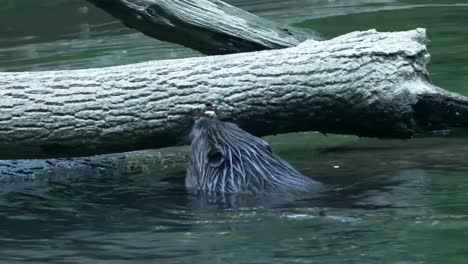 Beaver-gnaws-small-hole-in-tree-bark,-slow-motion