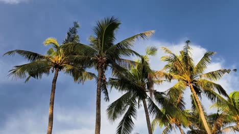 palm trees under a cloudy sky