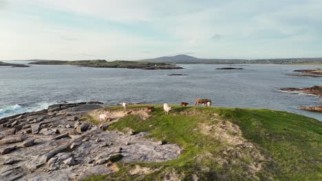 cows grazing happily on green lush grass beside the ocean in ireland