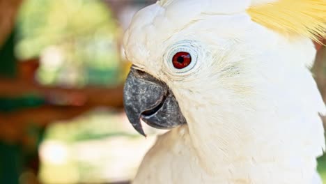 cockatoo portrait