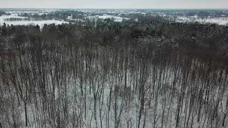 ariel footage of trees and snow