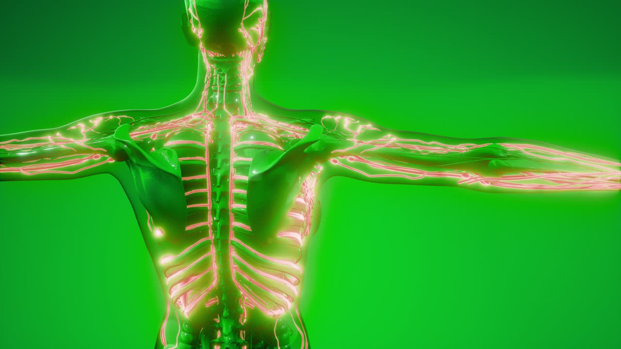 кровеносные сосуды человеческого тела