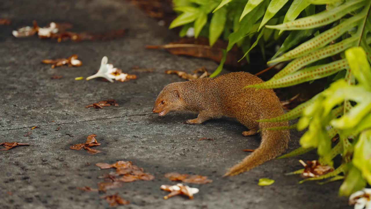 Mongoose eating bits of food and running off