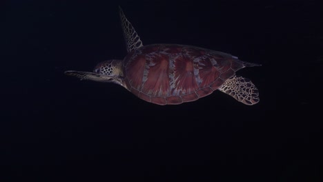 a green sea turtle swimming at night in the black ocean