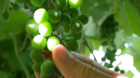 Close-up-hands-of-a-winemaker-checking-the-green-grape-vine-to-see-how-the-fruit-crop-is-growing-on-a-vineyard