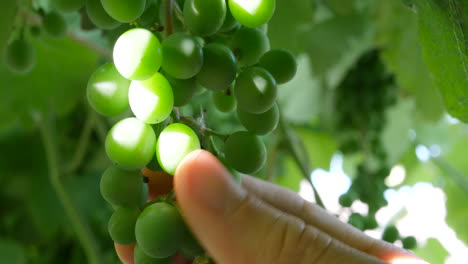 cerrar las manos de un enólogo revisando la vid de uva verde para ver cómo crece la cosecha de frutas en un viñedo