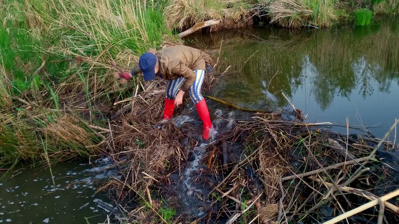 Full shot of woman standing over beaver dam while removing sticks and debris, static, day