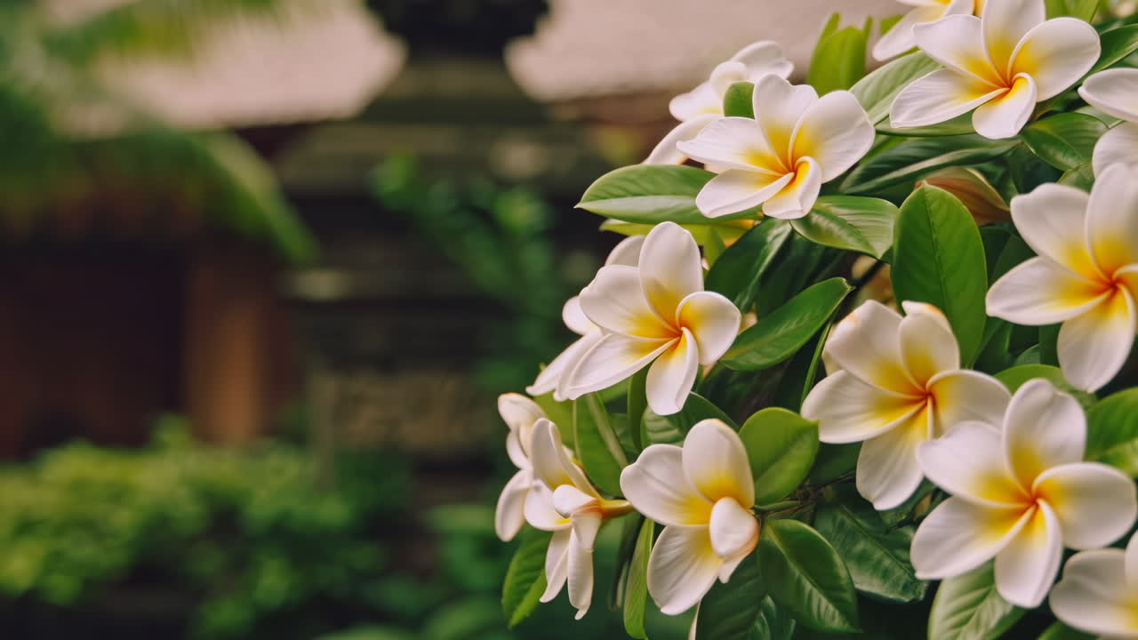 Primo piano di fiori di Plumeria bianchi