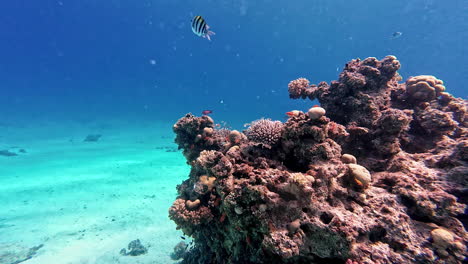 Underwater-Diving-Shoot-Ocean-POV-Blue-Water-Yellow-Black-Bish-Swim-around-Coral