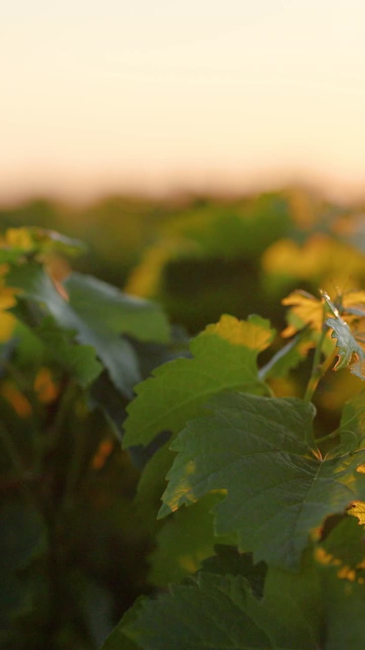 las vides disfrutando del cálido resplandor del atardecer