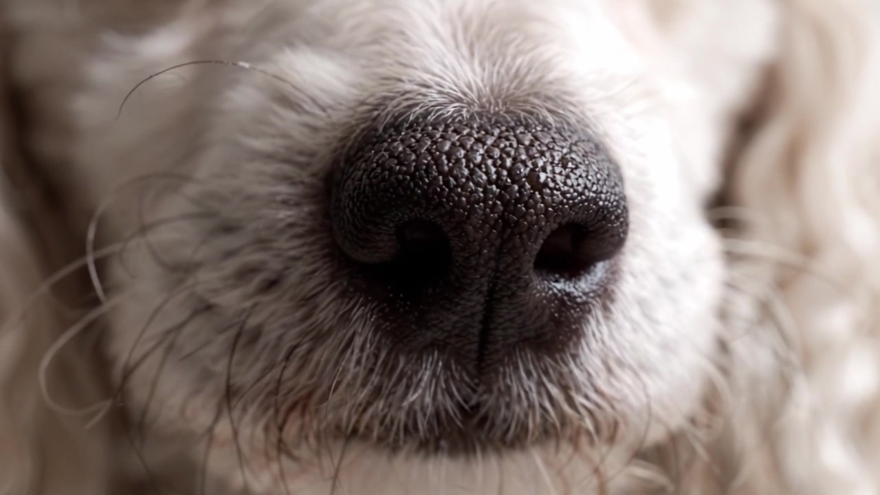 犬の鼻のクローズアップ：複雑な質感と特徴、犬の美しい解剖学的詳細を強調する2つのフレーム。