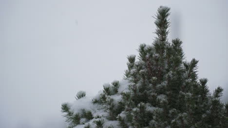 松树冬季雪 慢动作拍摄