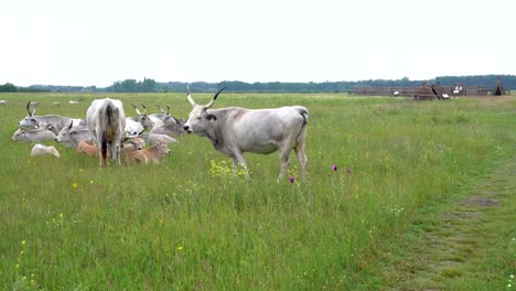 Hungarian-Grey-cow-with-large-horns-walks-towards-small-herd-of-cattle-lying-in-field