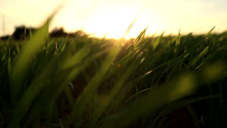 cámara lenta de hierba verde durante la puesta de sol