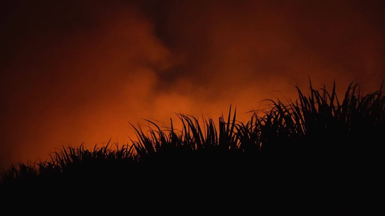 A controlled fire by night at a farm: burning sugarcane crops before harvest to remove the leaves and tops of the plant, leaving the sugar-bearing stalk to be harvested. Silhouetted shot.