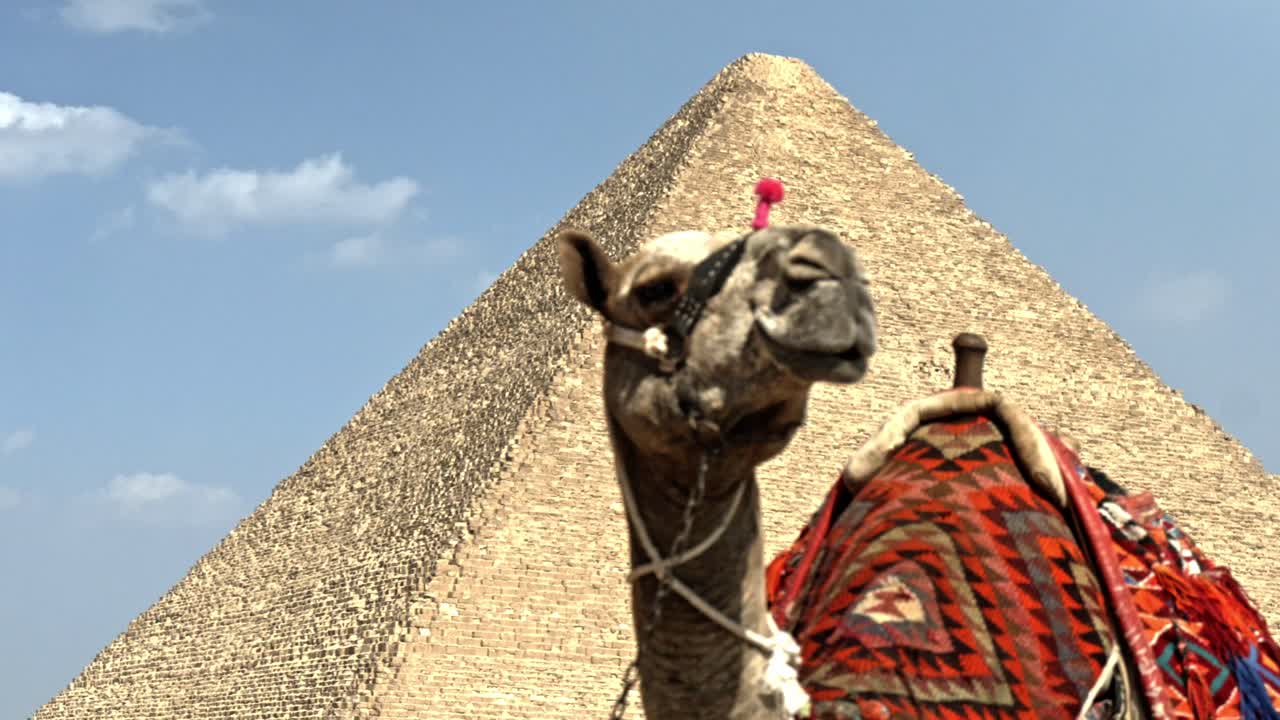 A majestic, traditionally decorated camel stands prominently against the colossal backdrop of the Great Pyramid of Giza (Khufu's Pyramid) under a bright blue sky with scattered clouds