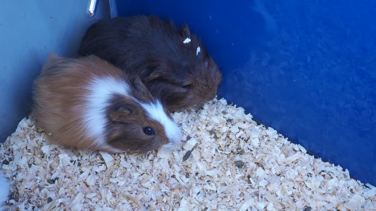 기니피그 두 마리