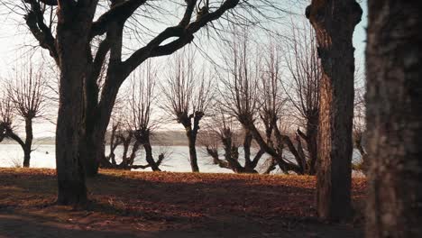 Viejo-Callejón-De-Tilos,-Parque-Señorial-Katvaru,-Letonia-Se-Ve-Tan-Fantasmal-Como-Cuentos-De-Hadas